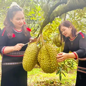 Trần Thị Lan